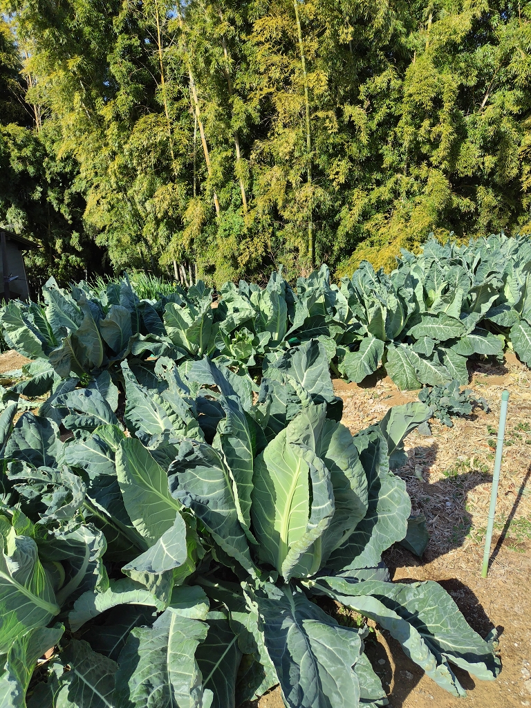 カリフラワーの葉