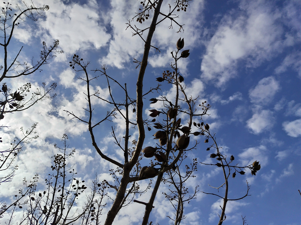 桐の実 桐の花芽