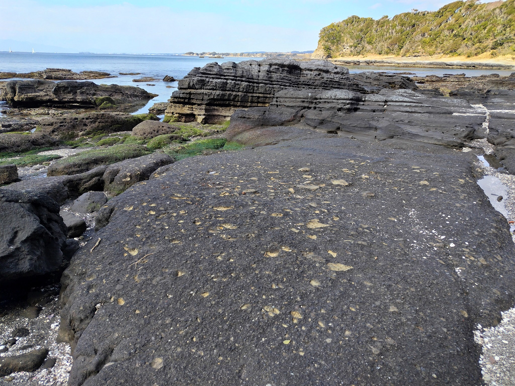 海老ヵ浜 初声層 インジェクタイト