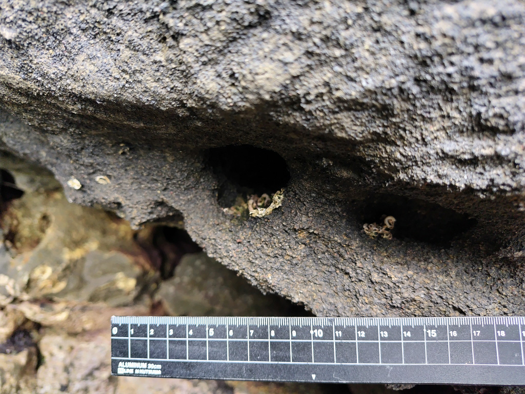 海老ヵ浜 海食柱 大正関東地震 カンザシゴカイ