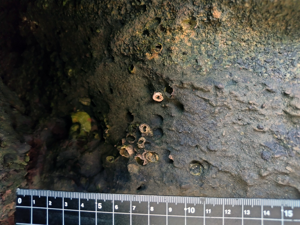 海老ヵ浜 海食柱 大正関東地震 穿孔貝