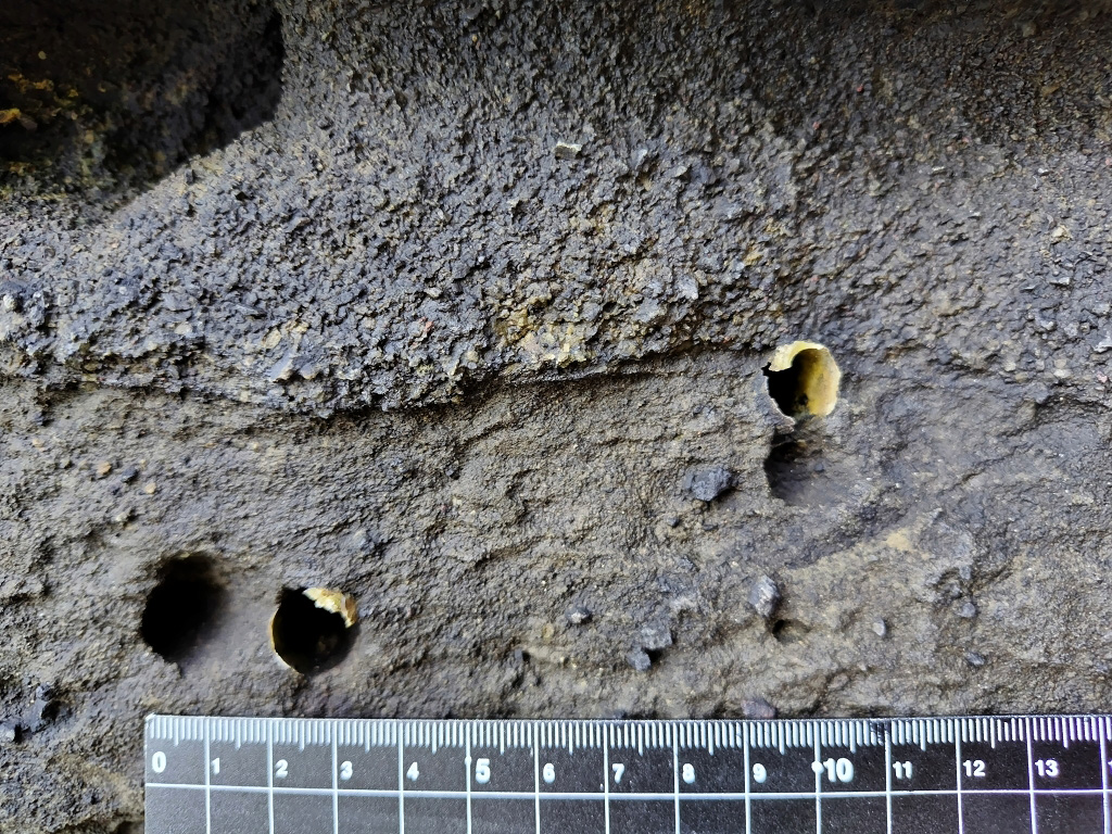 海老ヵ浜 海食柱 大正関東地震 穿孔貝