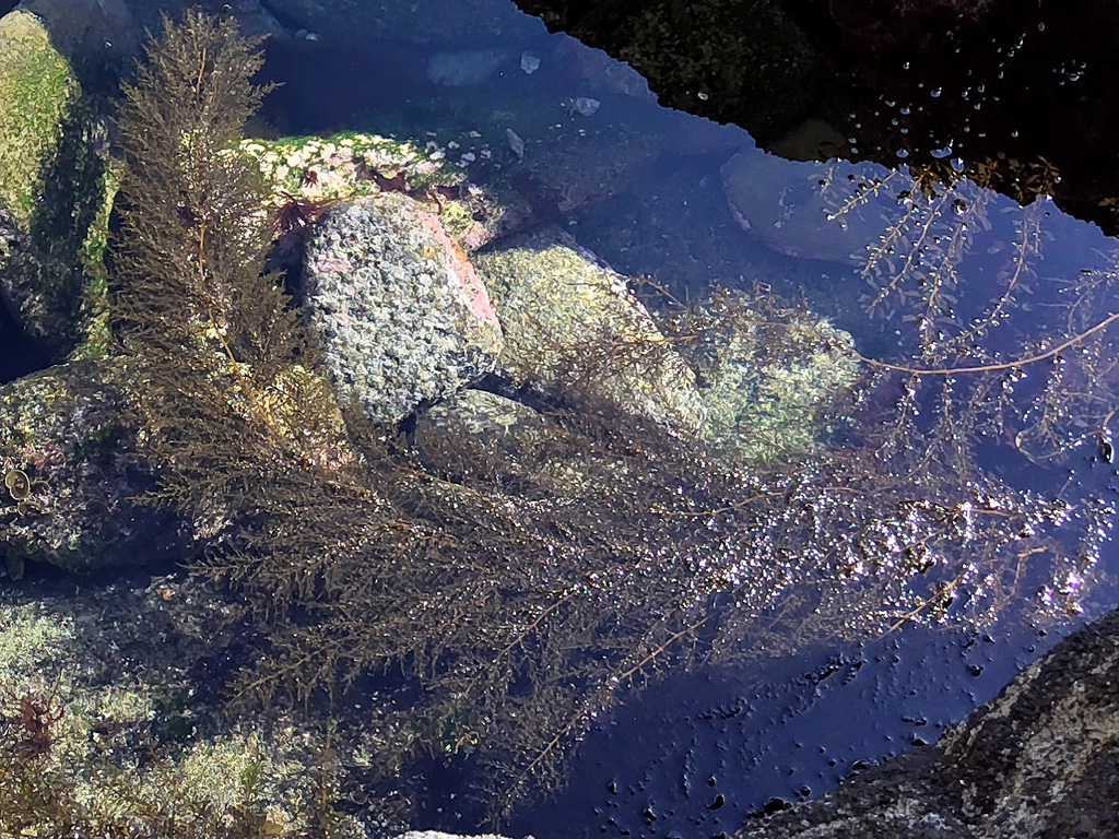 海老ヵ浜 タマハハキモク