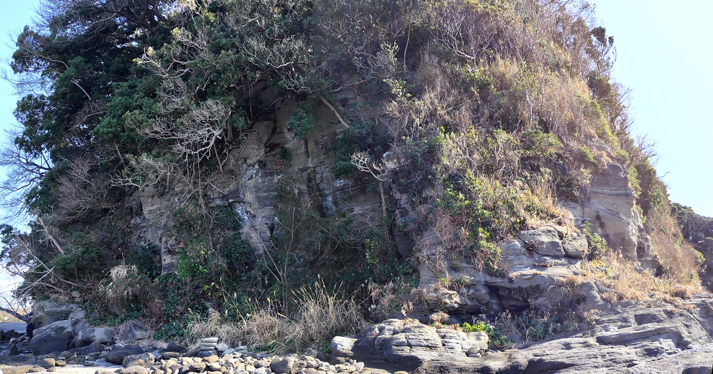 三戸浜 海老ヵ浜 初声層 クラック