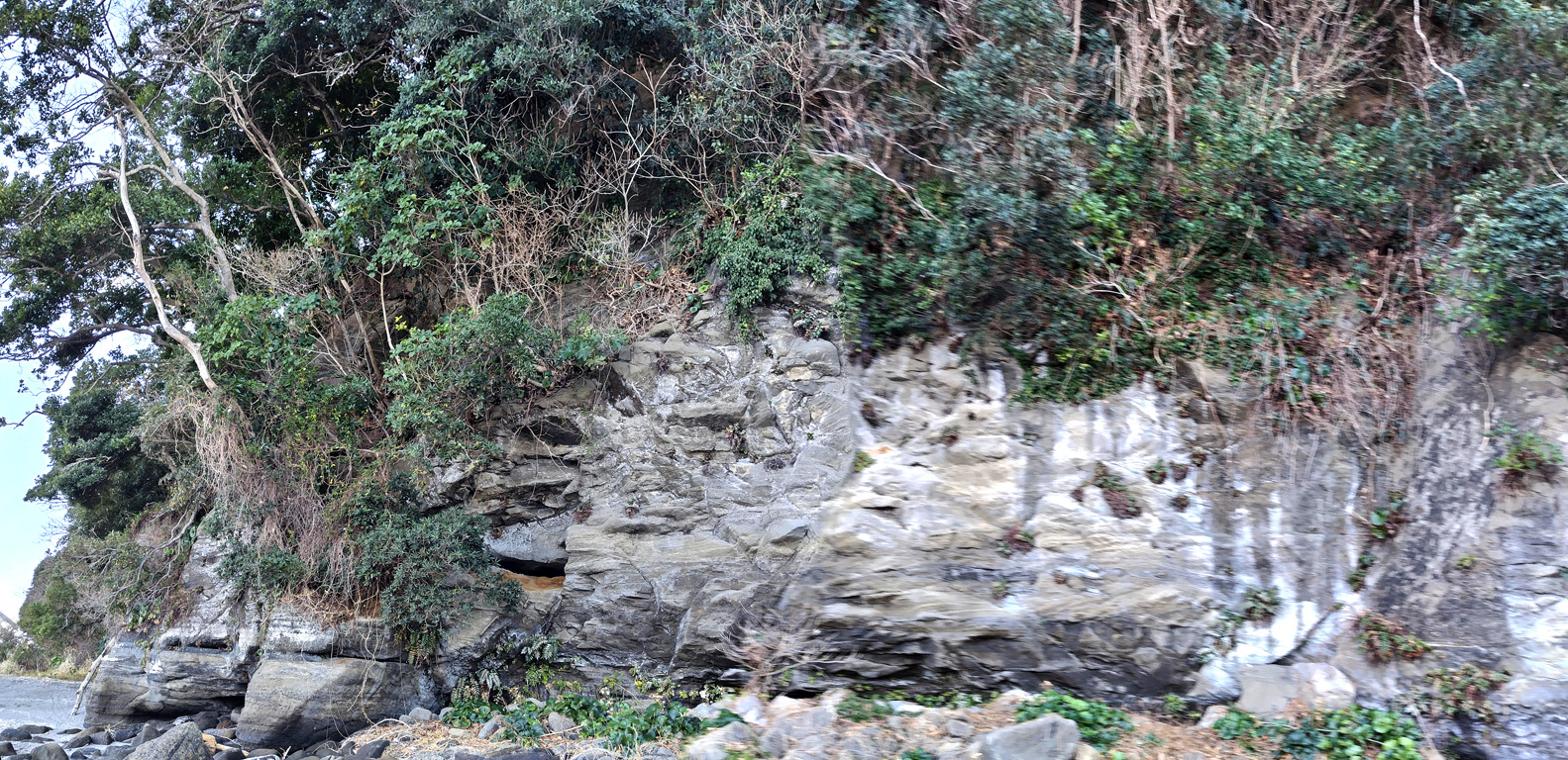 三戸浜 海老ヵ浜 初声層 共役断層