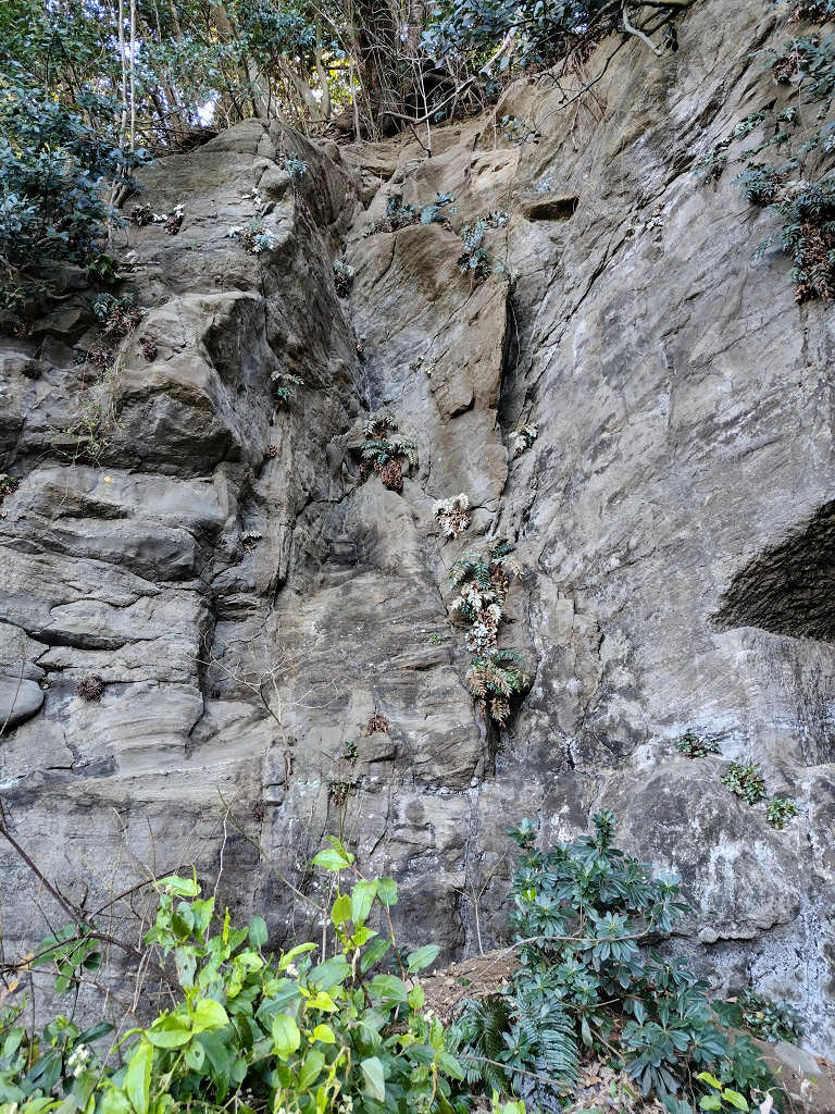 三戸浜 初声層 岩脈 クラック