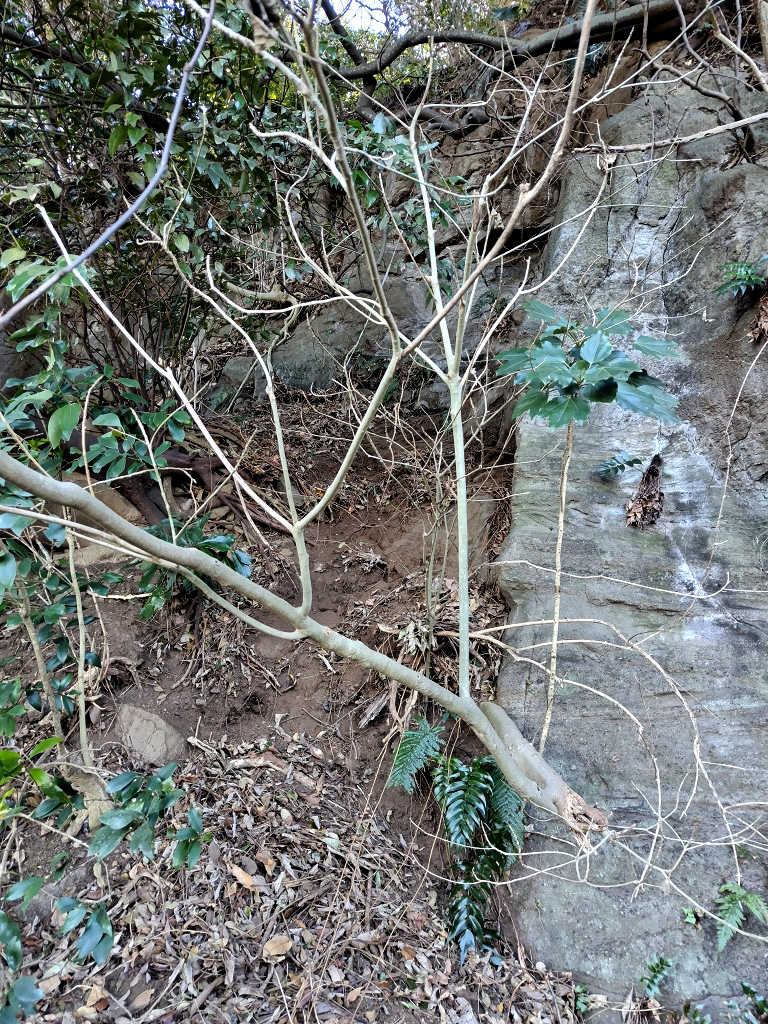 三戸浜 初声層 断層 右ずれ