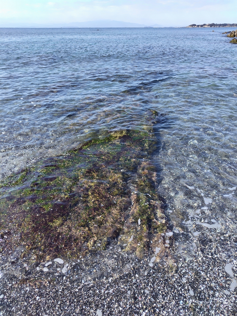 初声漁港 岩礁列 断層 カタクレーサイト