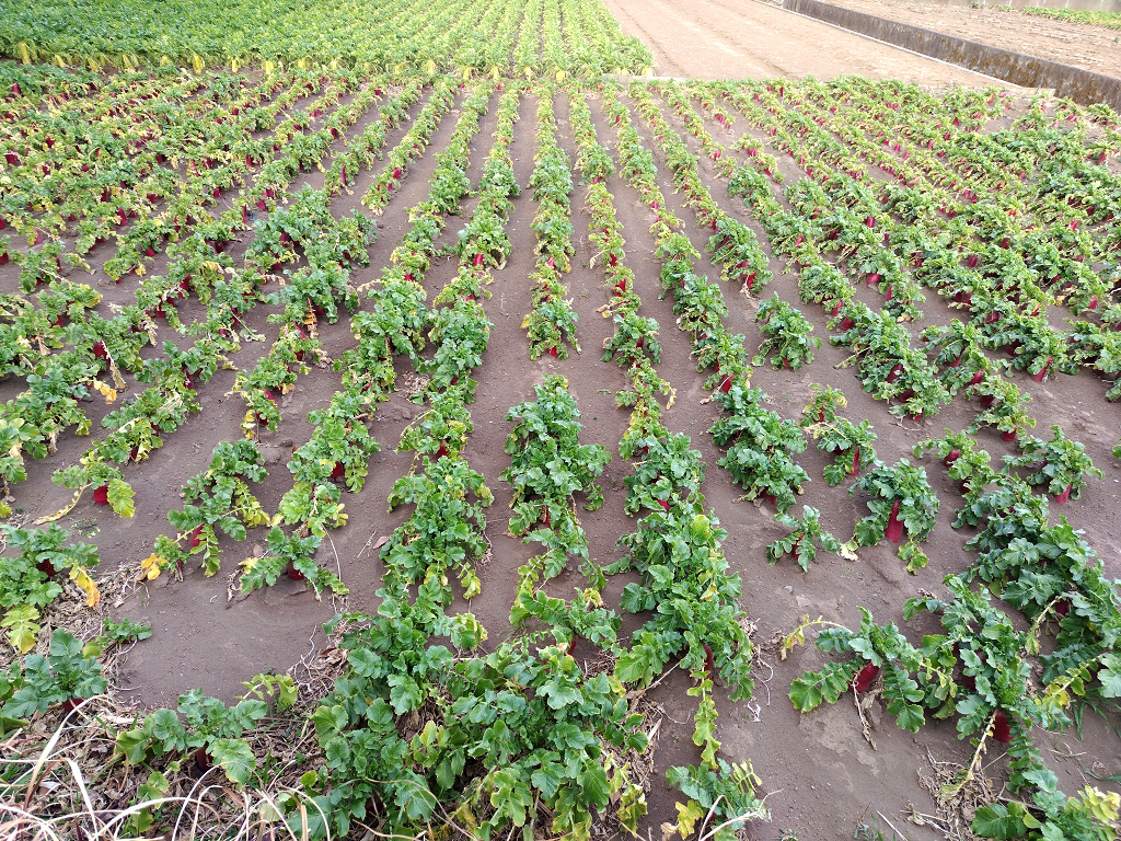 赤ダイコン レディーサラダ