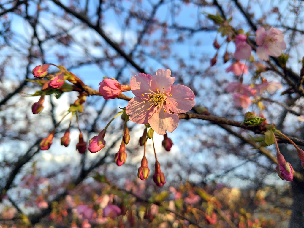 三崎口駅 河津桜